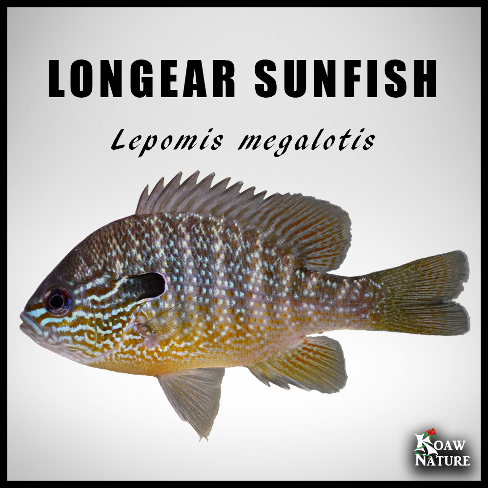 Koaw's Sunfish Identification Guide — Koaw Nature